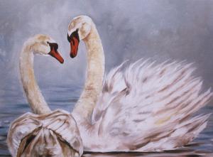 Swans                             